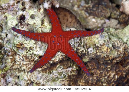 Ghardaqa Seastar