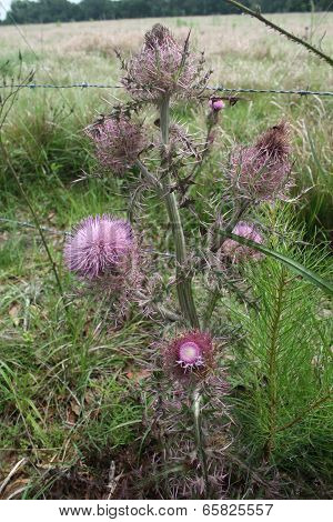 purple thistle