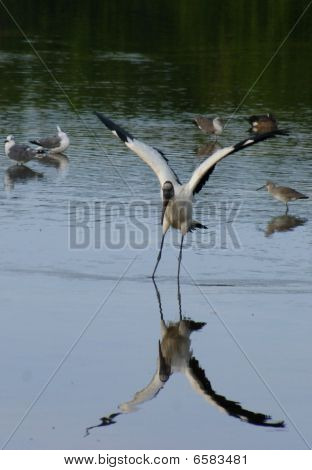 Kaalkopooievaar Landing