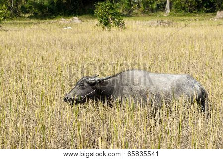 Water buffalo at Angkor complex