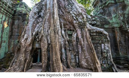 Ancient ruins and tree roots, Ta Prohm temple