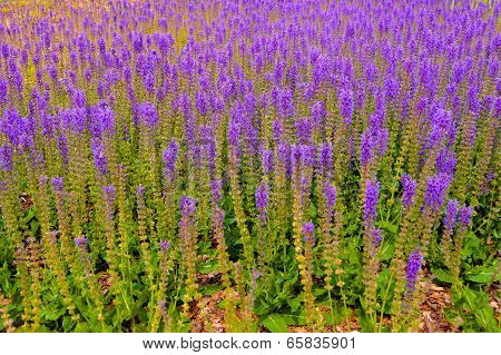 Purple flower lavender