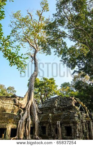 Tree grown over Ta Prohm temple, Cambodia