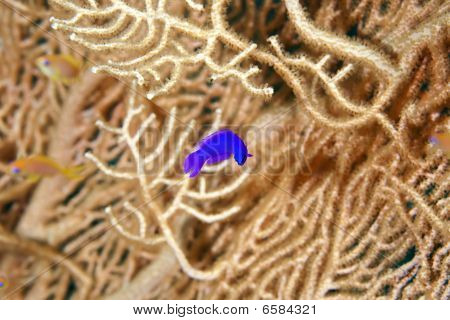 Orchidej Dottyback