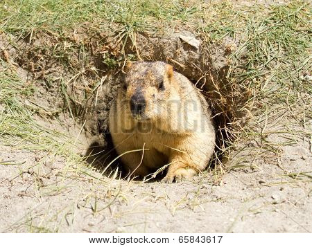 Funny Marmot In The Hole