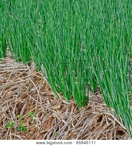 Green  Spring Onions In Field