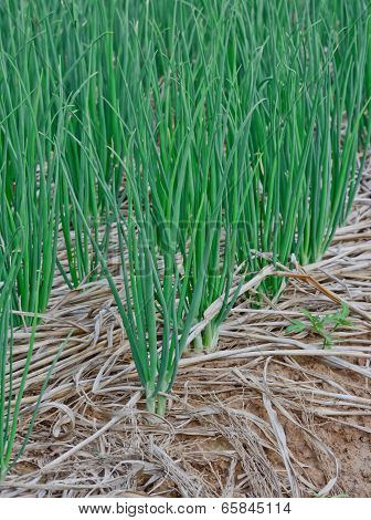 Green  Spring Onions In Field