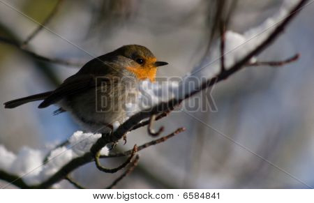 Sne Robin