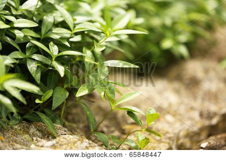 Bush in the garden