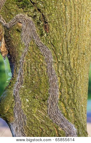 Oak Processionary Caterpillar