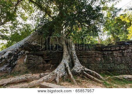 Tree at Ta Prohm, Cambodia