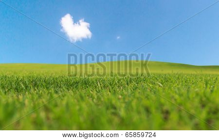 Green Grass And Blue Sky
