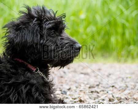 Labradoodle Puppy