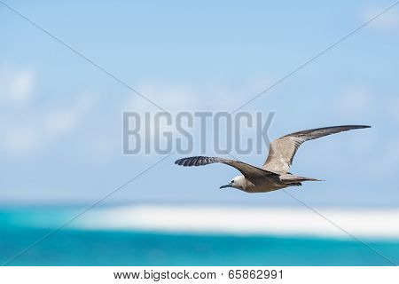 Black Noddy