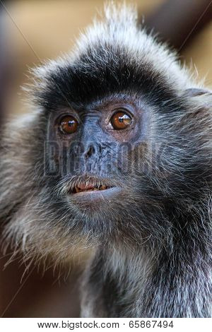 Silver Leaf Monkey