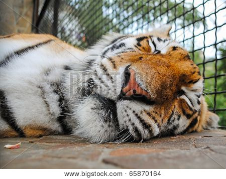 Sleeping Tiger Muzzle