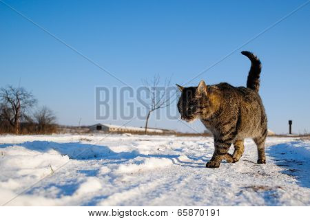 Cat on Snow