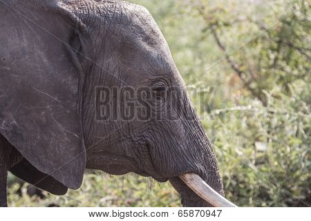 Closeup of elephant in alert