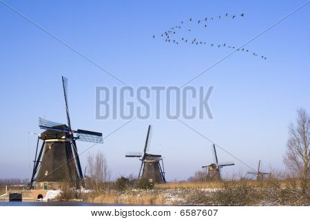 Oiseaux survolant les moulins à vent