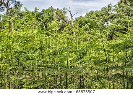 Ferns  In The Pinewood Forest Near Marina Romea