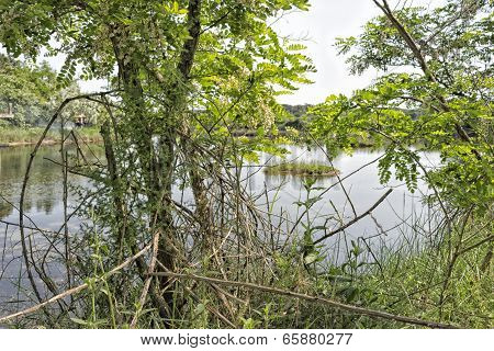 Plants On The Lagoon Near Marina Romea