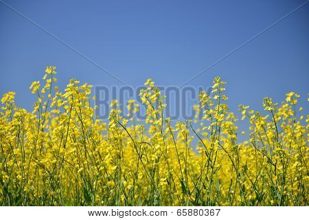 Yellow Canola Flower Field In Palouse