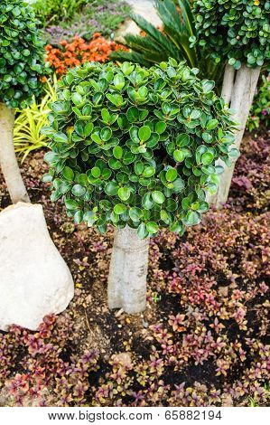 Ficusannulata Blume