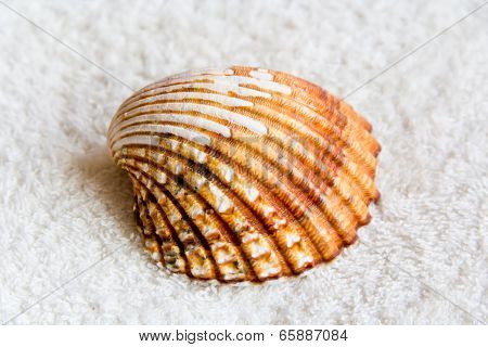 Seashell