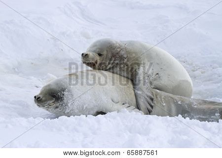 Male And Female Cynomolgus Seals During The Breeding Period 1