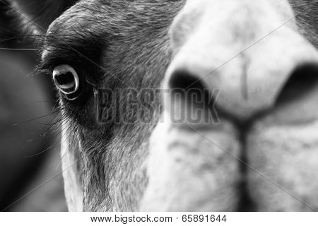 Camel portrait.