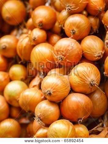 Harvest Of The Vegetables