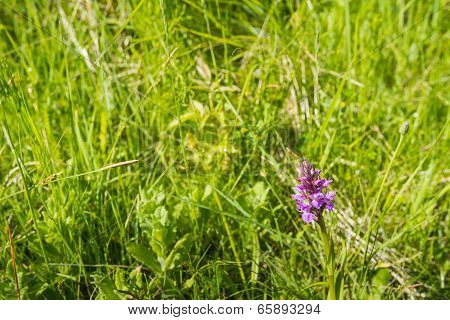 Pink flowering Western Marsh Orchid