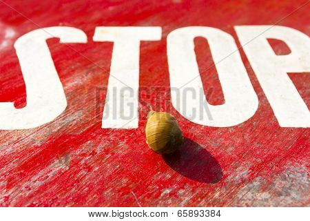 The Garden Snail And Stop Traffic Sign