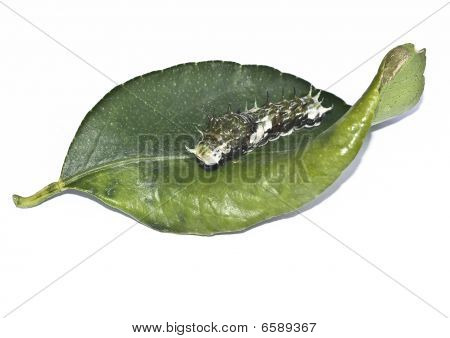 Caterpillar