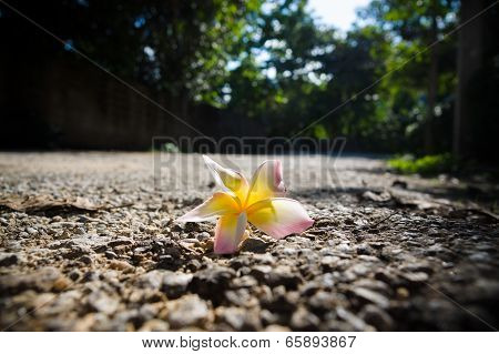 Plumeria