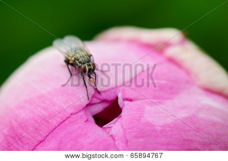 Fly, hole and blossom