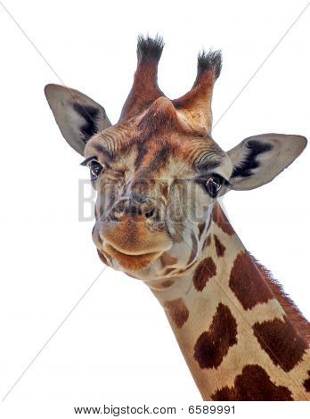 Cute Giraffe