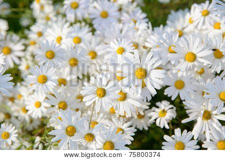 Chrysanthemum Zawadskii Flowers
