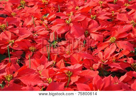Poinsettia Flowers