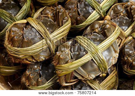 Hairy crabs close up