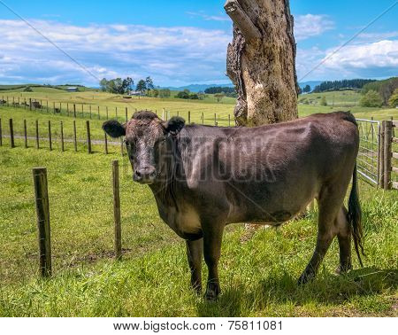 Black cow