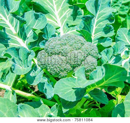 Broccoli cluster
