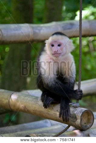 Hvidhovede Capuchin