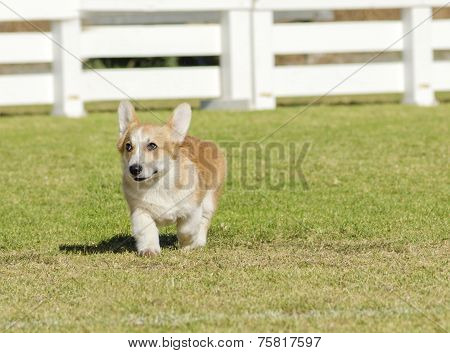 Welsh Corgi Pembroke