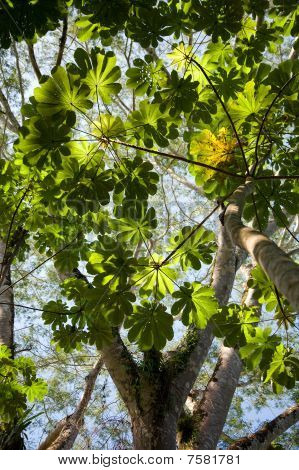 Treetop