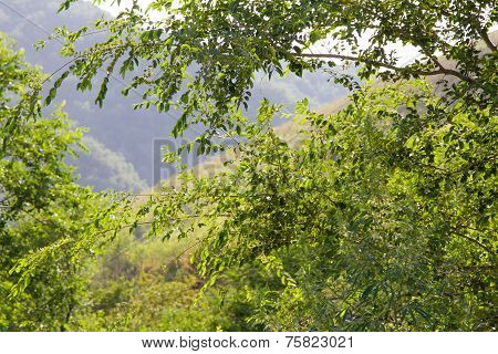 mountain landscape