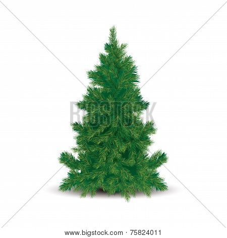 Pine Tree