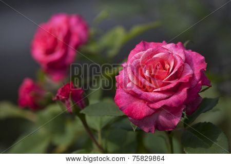 Lovely hot pink roses in the garden with white spots (Rosaceae).
