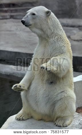 A polar bear female sitting up straight with lifted forepaws.