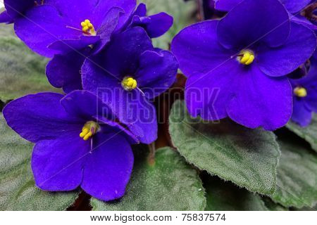 African Violet